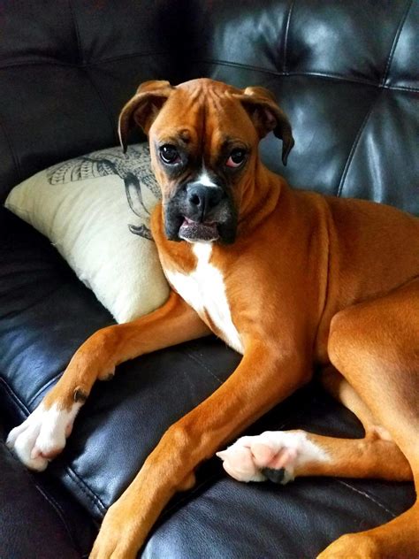 16 Reasons Boxers Are The Worst Type Of Dogs To Live With The Paws