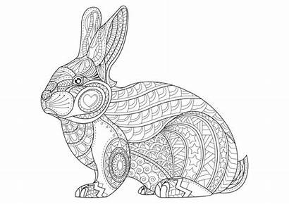 Coloring Bunny Rabbit Hand Drawn Premium Vector
