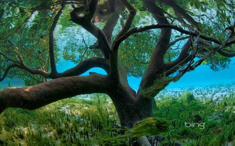 Widescreen Underwater Plants Seychelles Bingtrees