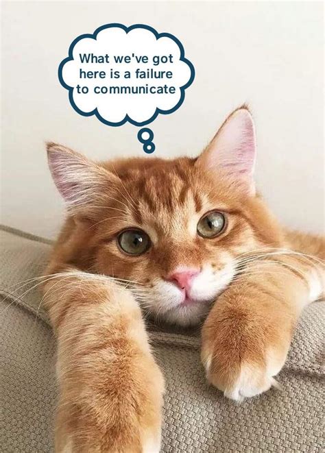 Cool Paw Luke Lolcats Lol Cat Memes Funny Cats Funny Cat