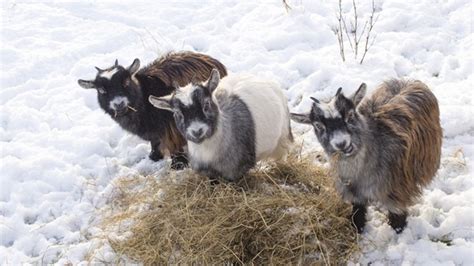 What Is A Wether Goat And Why Would You Want One Eathappyproject
