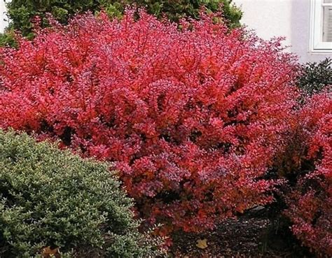 Red Leaf Shrubs And Plants Another Good Screen Shrub Is