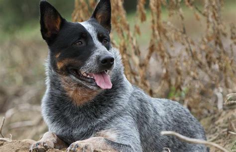 We breed our female only once a year. Australian Cattle Dogs For Sale Near Me | petswithlove.us