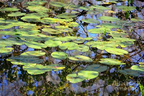 Lily Pads In The Swamp Photograph By Carol Groenen Fine Art America