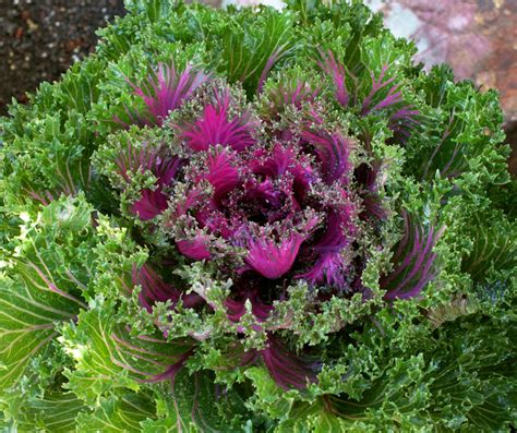 Kale Glamour Red Flowering Kale Buy Online At Annies Annuals