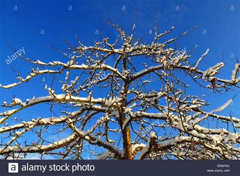 New Zealand Apple Trees Hi Res Stock Photography And Images Alamy