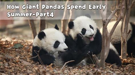 How Giant Pandas Spend Early Summer Part4 20190427 Ipanda Youtube