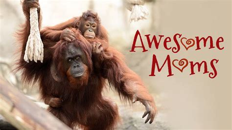 Meet Some Amazing Animal Moms Kids Cbc 2 Play Games Watch Video