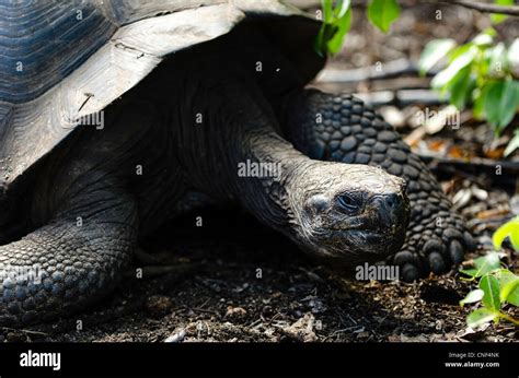 Giant Tortoises Santa Fe Galapagos Islands Ecuador Stock Photo Alamy