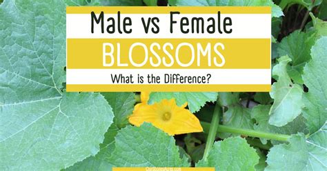 The Difference Between Male And Female Blossoms Our Stoney Acres