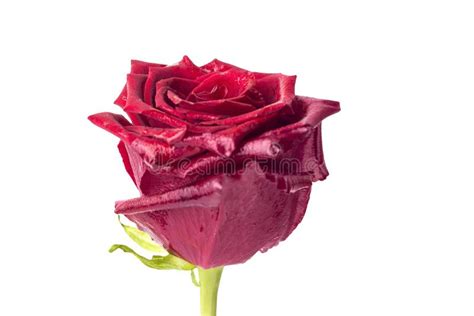 Red Rose Bud On A White Background Stock Photo Image Of Romance
