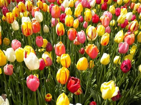 What Are The Most Common Spring Flowers Seriously Flowers