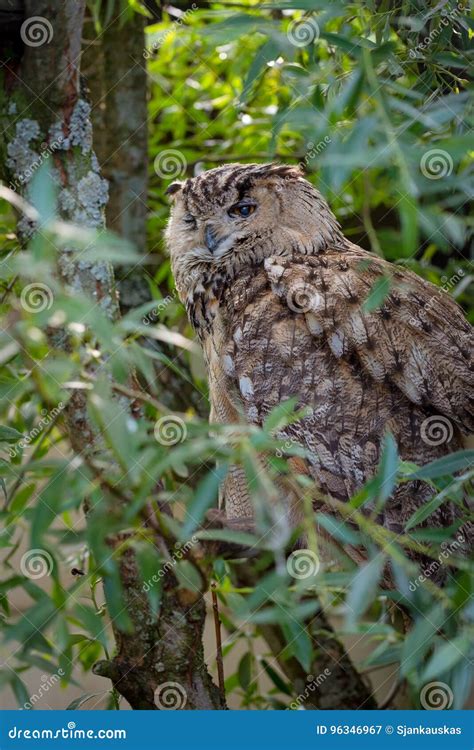 Eurasian Eagle Owl Bubo Bubo Stock Image Image Of Bubo Feathers