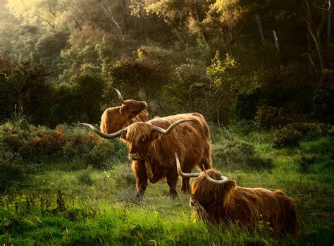 Highland Cattle Grazing In The Dunes Stan Schaap Photography