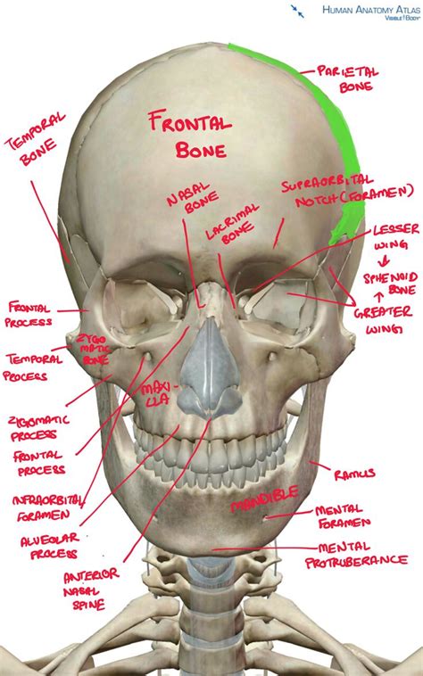 Your brain is another organ that needs a lot of protection. 137 best bones images on Pinterest | Bones, Human anatomy and Human body