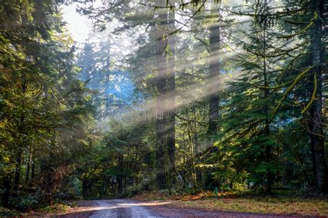 Autumn Forest Road With Early Morning Sun Rays Stock Photo Image Of
