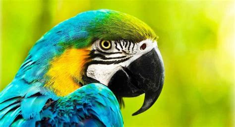 Parrot Names 300 Ideas From Macaws To African Greys