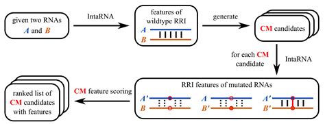 ijms free full text copomus—ranking compensatory mutations to guide rna rna interaction