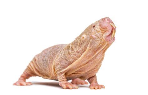 Naked Mole Rats Speak In Different Languages Just Like Humans