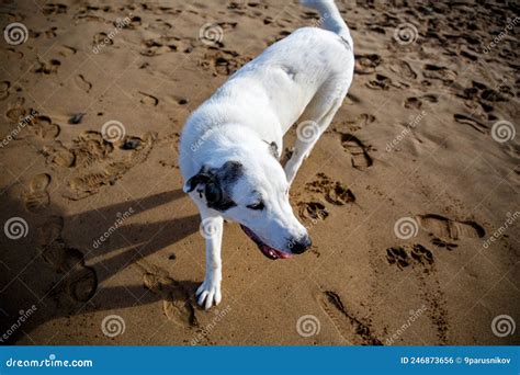 Perro Corriendo A Lo Largo De La Playa De Arena Foto De Archivo Imagen De Joven Corrida