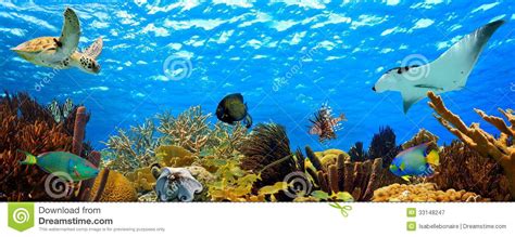 Underwater Tropical Reef Panorama Royalty Free Stock