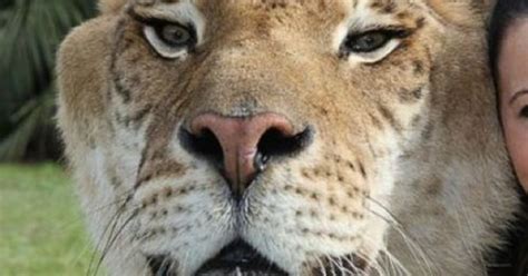 Cutest Liger Face Ever Animals Pinterest Big Big Hello Kitty