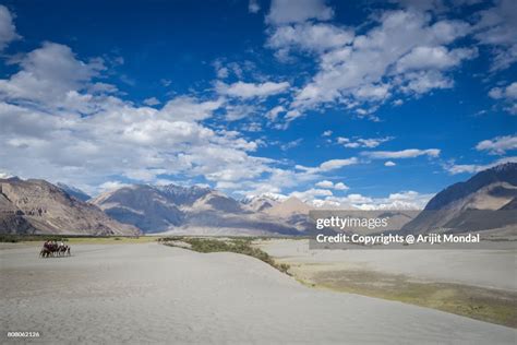 Tourists With Camels At Sand Dunes Of The Cold Desert In Nubra Valley