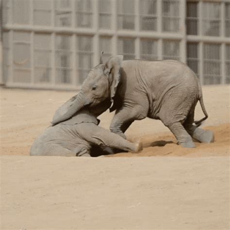 Happy Baby Animals  By San Diego Zoo Find And Share On Giphy