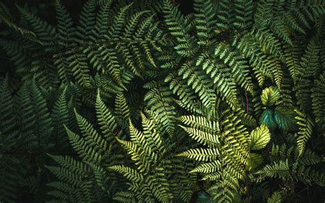Download Wallpapers Fern Leaves Texture Natural Texture Green Leaves