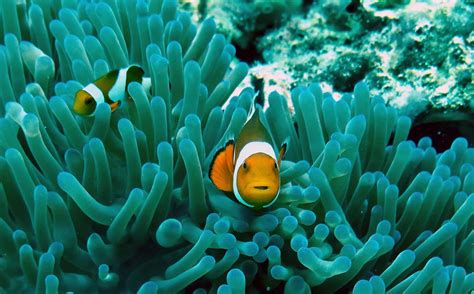 Clownfishes Live In Symbiosis With Sea Anemones Image