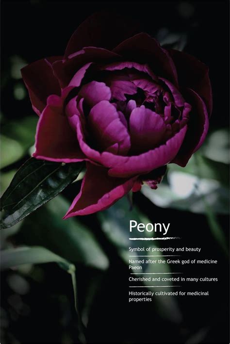 In alchemy, the rose was considered a flos sapientiae, a flower of wisdom and a picture of the clear mind. Pin on Peonies