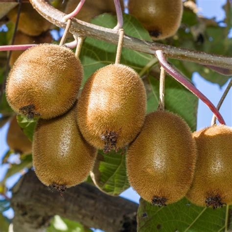 How To Grow Kiwi Fruits In Kenya Oxfarm Organic Ltd