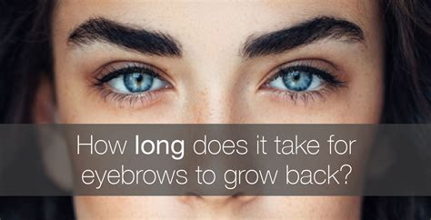 How Long Does It Take For Eyebrows To Grow Back Amalie Blog