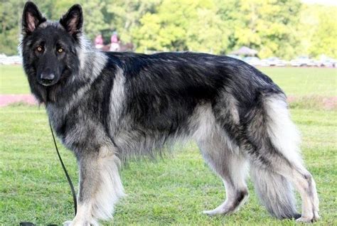 Shiloh Shepherd Complete Guide For This Giant Breed Shiloh Shepherd