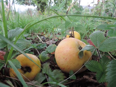 Images Gratuites Pomme Arbre Branche Fruit Fleur Aliments