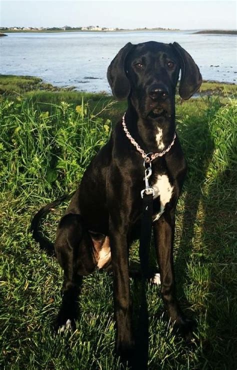 Maybe you would like to learn more about one of these? 12 Things They Don't Tell You About Great Danes