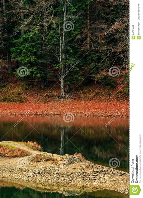 Spruce Forest On The Lake In Mountains Stock Photo Image Of Location