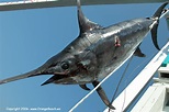 Gulf of Mexico Swordfish Record Shattered