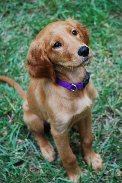 Each day, many new puppies are born, and people like you come here to find their new puppy. Cute Golden Retriever Puppies - Puppy Pictures