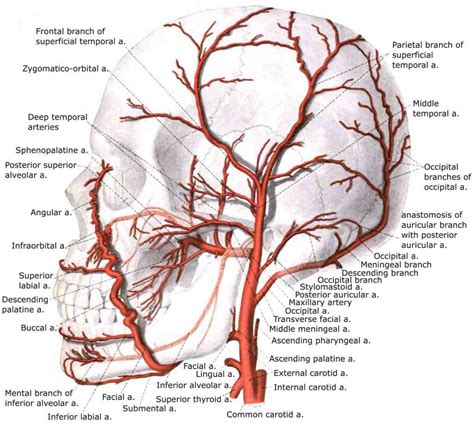 Brain Blood Supply Position Structure Function Summary