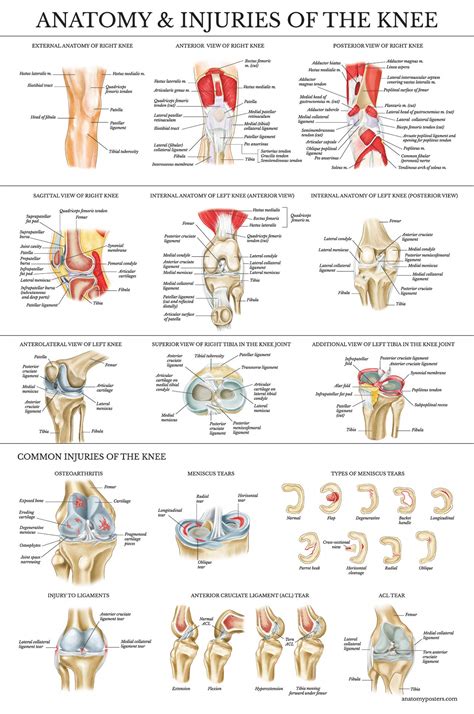 4 Pack Anatomical Poster Set Laminated Muscular Skeletal