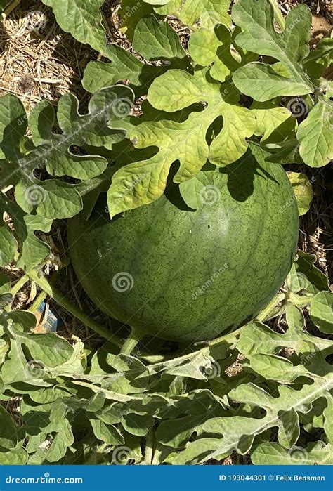 Unripe Young Watermelon Plants In Vegetable Garden Stock Image Image