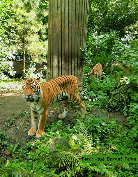 Afbeelding Van Dieren En Dierentuinen Door José Bernat Feixa