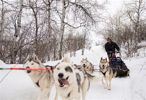 Dog Sledding Park City Meet The Arctic Pups Visit Utah