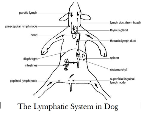 How To Check Dog Lymph Nodes Daily Dog Discoveries