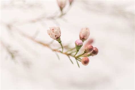 Wallpaper Branch Blossom Pink Spring Leaf Flower Season Flora