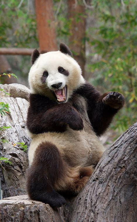 Put On A Happy Face Panda Meme Panda Panda Bear