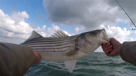 Striped Bass Trolling With Mojos And Umbrella Rigs Fall Run 2017