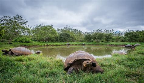Giant Tortoises At Water Hole Sean Crane Photography