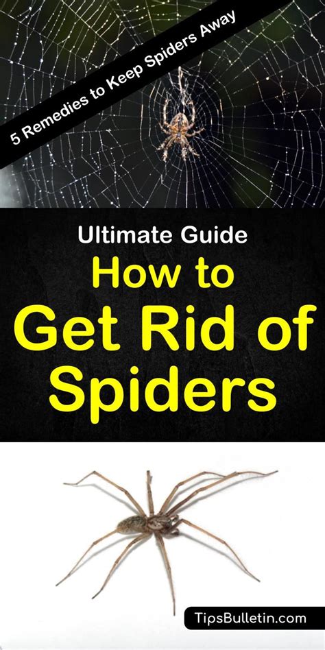 5 Simple Solutions To Get Rid Of Spiders Get Rid Of Spiders Keep